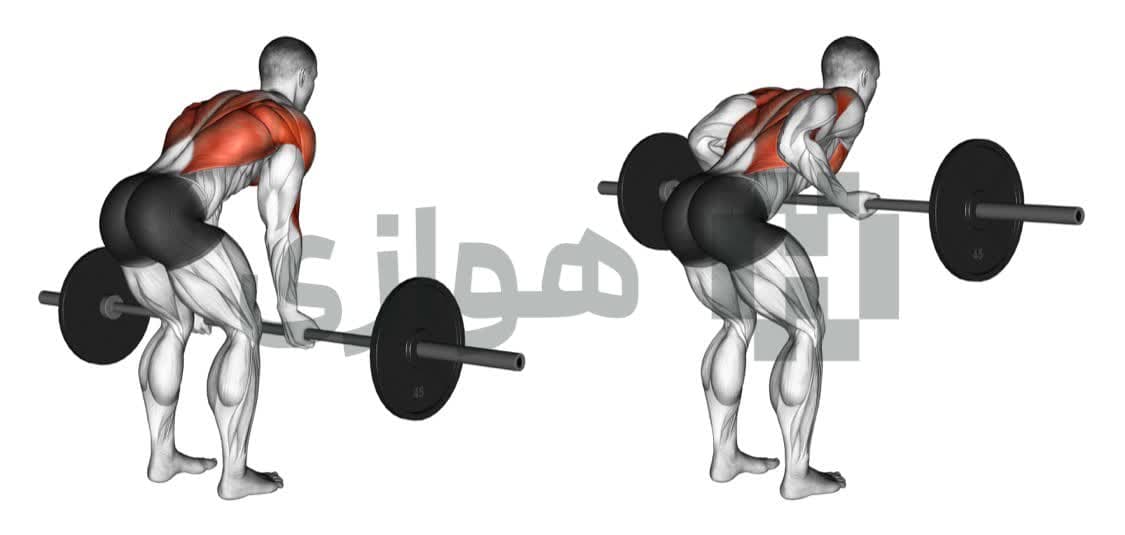 تصویر آموزش تمرین زیربغل خم - دست باز (هالتر) - هالتر