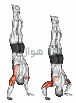 تصویر پرس سرشانه معکوس
