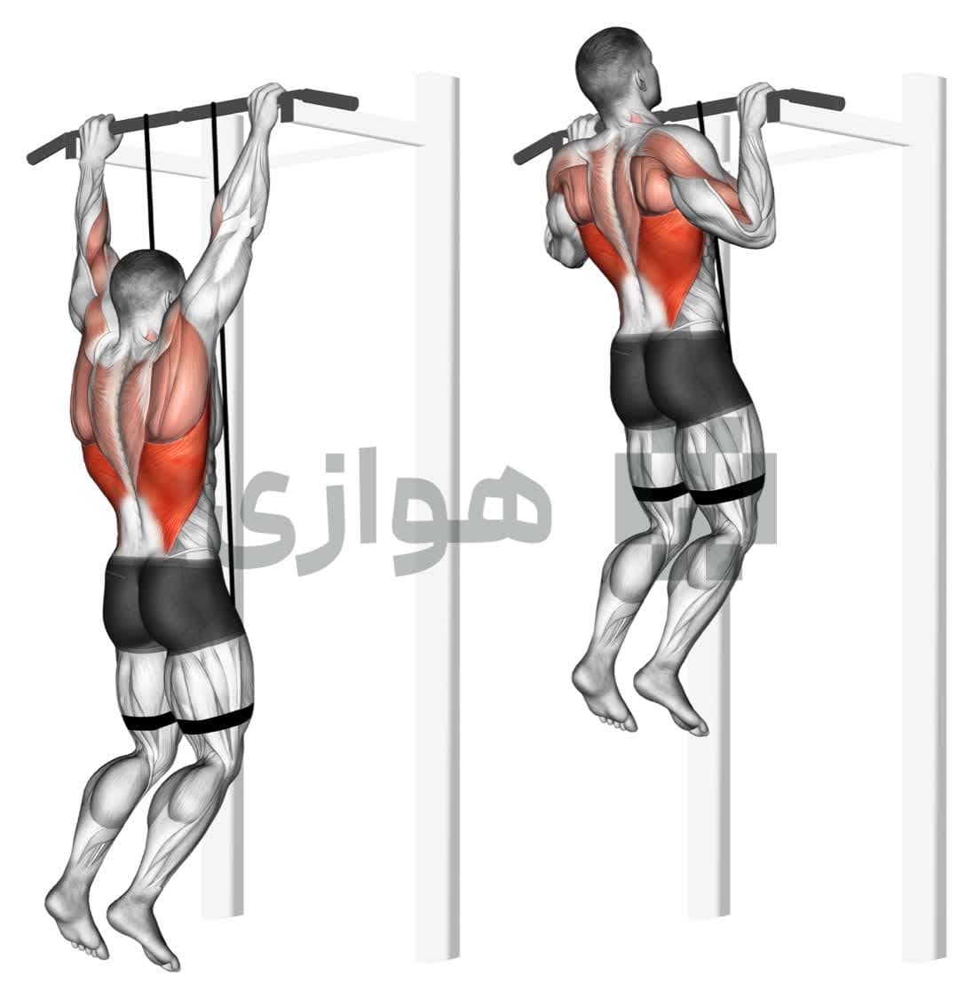 تصویر آموزش تمرین بارفیکس (باند) - وزن بدن