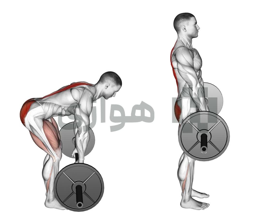 تصویر آموزش تمرین رک پول (هالتر) - هالتر
