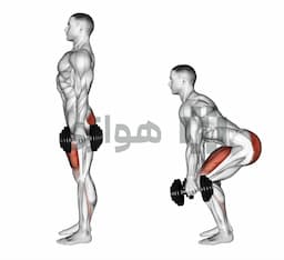تصویر اسکات (دمبل)