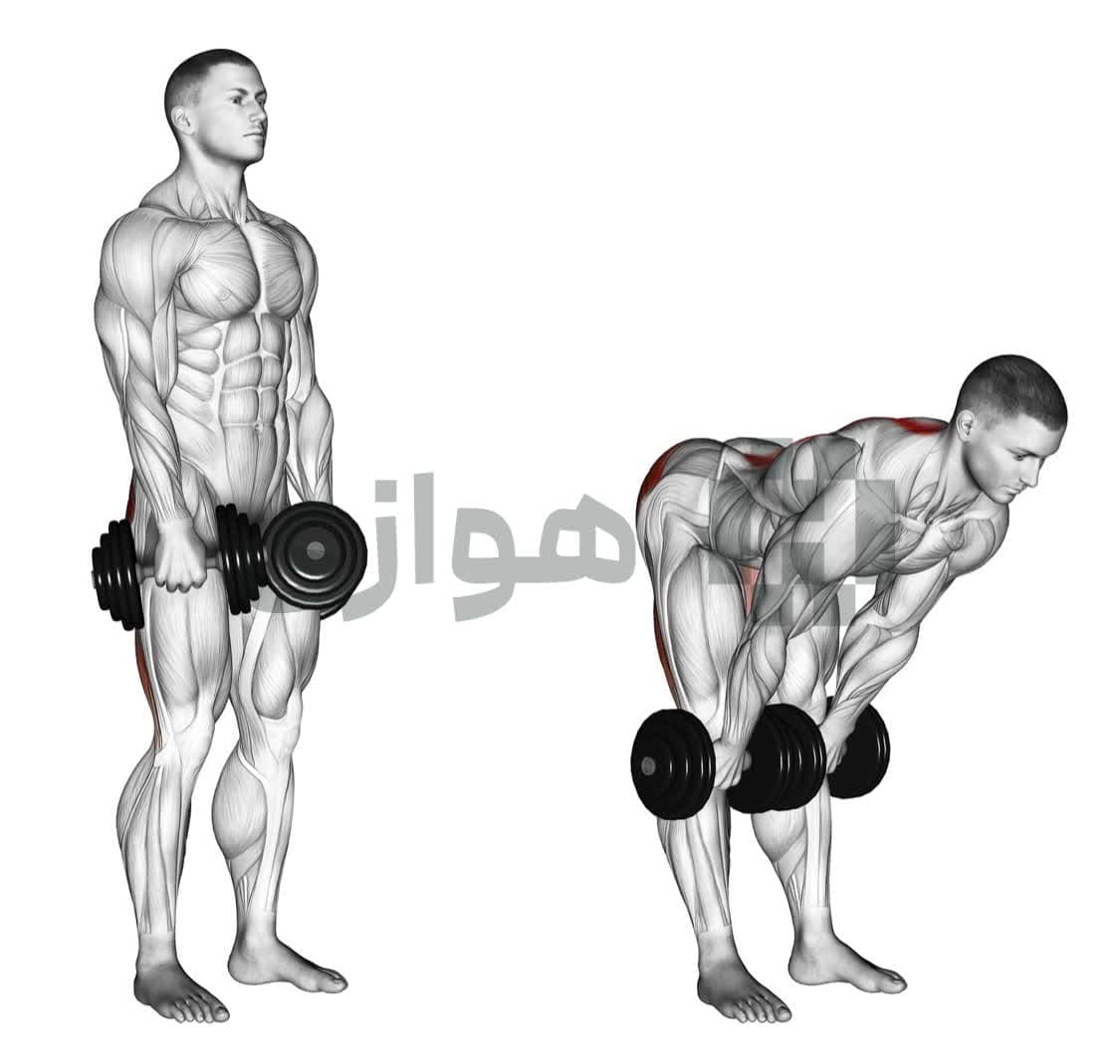 تصویر آموزش تمرین ددلیفت پا صاف (دمبل) - دمبل