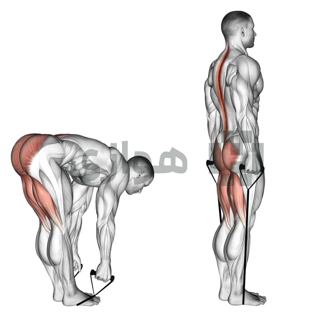 تصویر آموزش تمرین ددلیفت پا صاف (باند) - وزن بدن