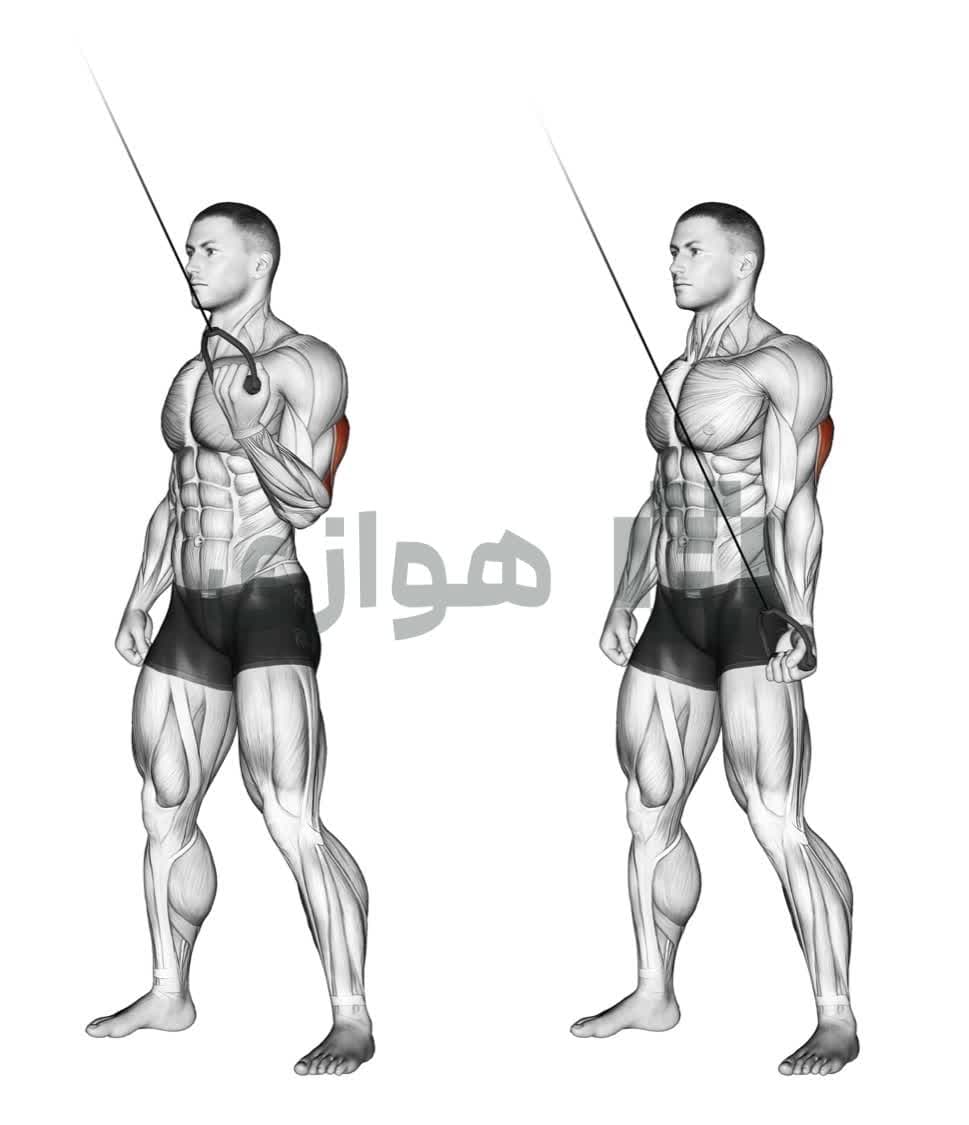 تصویر آموزش تمرین اکستنشن سه سر - هالتر