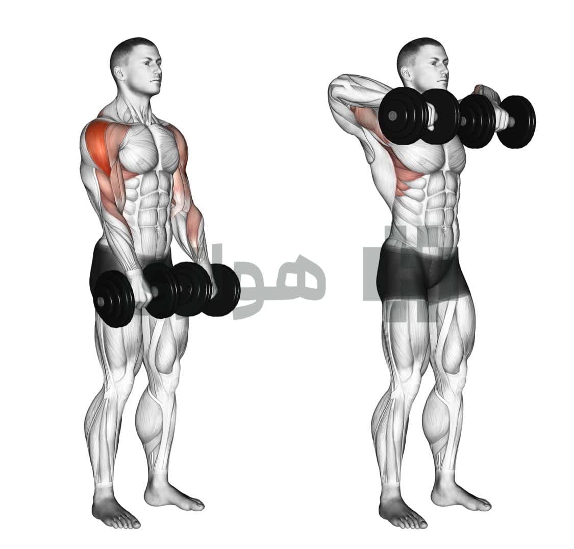 تصویر آموزش تمرین زیربغل ایستاده (دمبل) - دمبل